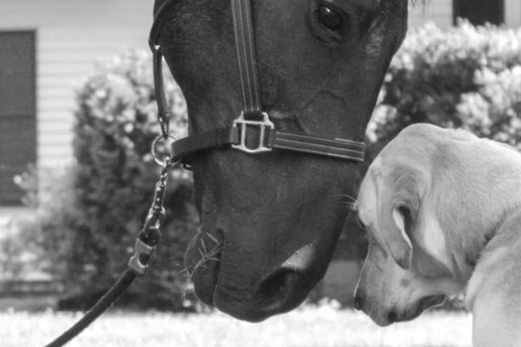 horse and dog touching heads
